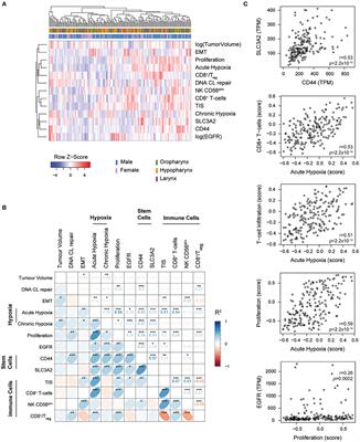 Biological Determinants of Chemo-Radiotherapy Response in HPV-Negative Head and Neck Cancer: A Multicentric External Validation